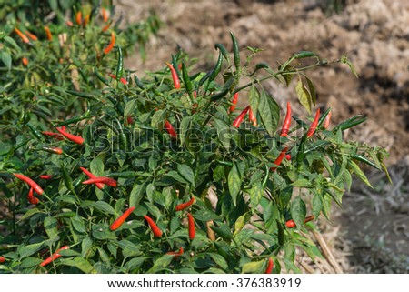 Close-up view of fresh ripe red chili peppers on tree at an organic chili farm in Thai Binh, Viet Nam. Agricultural composition. Harvest concept. Great for organic food publication.
