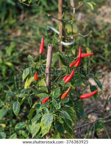 Close-up view of fresh ripe red chili peppers on tree at an organic chili farm in Thai Binh, Viet Nam. Agricultural composition. Harvest concept. Great for organic food publication.