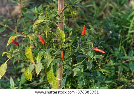Close-up view of fresh ripe red chili peppers on tree at an organic chili farm in Thai Binh, Viet Nam. Agricultural composition. Harvest concept. Great for organic food publication.