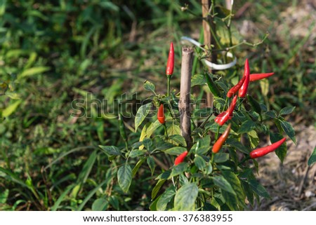 Close-up view of fresh ripe red chili peppers on tree at an organic chili farm in Thai Binh, Viet Nam. Agricultural composition. Harvest concept. Great for organic food publication.