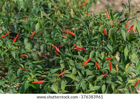Close-up view of fresh ripe red chili peppers on tree at an organic chili farm in Thai Binh, Viet Nam. Agricultural composition. Harvest concept. Great for organic food publication.