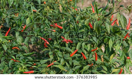 Close-up view of fresh ripe red chili peppers on tree at an organic chili farm in Thai Binh, Viet Nam. Agricultural composition. Harvest concept. Great for organic food publication. Panoramic style