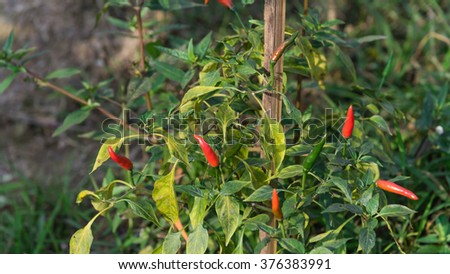 Close-up view of fresh ripe red chili peppers on tree at an organic chili farm in Thai Binh, Viet Nam. Agricultural composition. Harvest concept. Great for organic food publication. Panoramic style