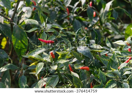 Close-up view of fresh ripe red chili peppers on tree at an organic chili farm in Thai Binh, Viet Nam. Agricultural composition. Harvest concept. Great for organic food publication.