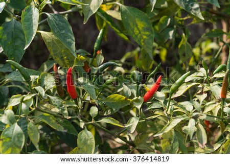 Close-up view of fresh ripe red chili peppers on tree at an organic chili farm in Thai Binh, Viet Nam. Agricultural composition. Harvest concept. Great for organic food publication.