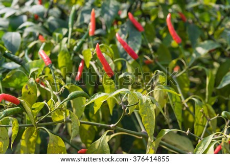 Close-up view of fresh ripe red chili peppers on tree at an organic chili farm in Thai Binh, Viet Nam. Agricultural composition. Harvest concept. Great for organic food publication.