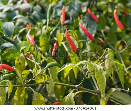 Close-up view of fresh ripe red chili peppers on tree at an organic chili farm in Thai Binh, Viet Nam. Agricultural composition. Harvest concept. Great for organic food publication.
