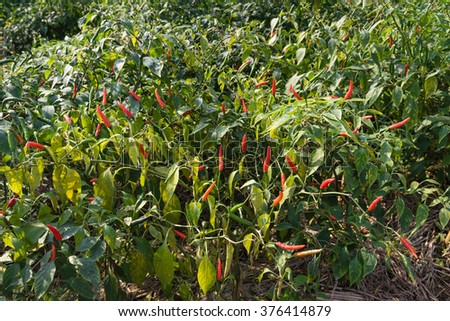 Close-up view of fresh ripe red chili peppers on tree at an organic chili farm in Thai Binh, Viet Nam. Agricultural composition. Harvest concept. Great for organic food publication.