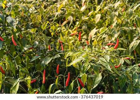 Close-up view of fresh ripe red chili peppers on tree at an organic chili farm in Thai Binh, Viet Nam. Agricultural composition. Harvest concept. Great for organic food publication.