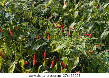 Close-up view of fresh ripe red chili peppers on tree at an organic chili farm in Thai Binh, Viet Nam. Agricultural composition. Harvest concept. Great for organic food publication.