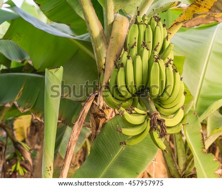 Fresh green cultivated banana hang on tree at an organic farm in Thai Binh, Viet Nam. Banana tree with a bunch of growing ripe bananas at sunset. Great for agricultural plantation publication concept.