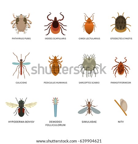 Human Skin Parasites Housing Pests Insects Stock Vector 639904621 ...