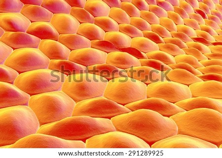 skin cells stock photos royalty free images vectors skin cells stock photos royalty free images vectors skin cells stock photos royalty free images vectors skin cells stock photos royalty free images vectors