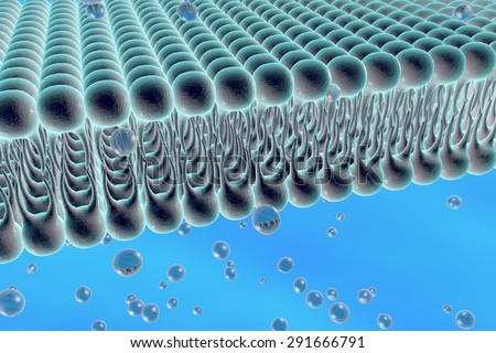 Membrane Stock Photos, Images, & Pictures | Shutterstock