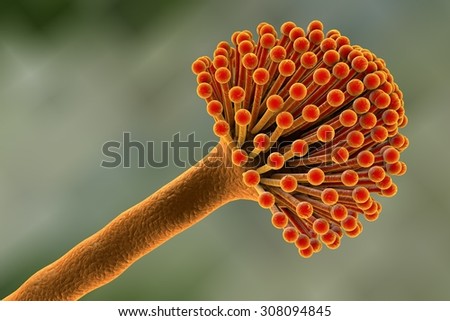 Is aspergillus single or multicellular Aspergillus fumigatus - Wellcome Sanger Institute