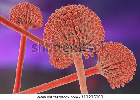 Is aspergillus single or multicellular