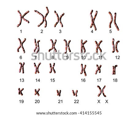 Karyotype Stock Images, Royalty-Free Images & Vectors | Shutterstock