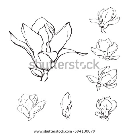 Pink Magnolia Flowers Drawing Sketch Lineart Stock Vector 657319537