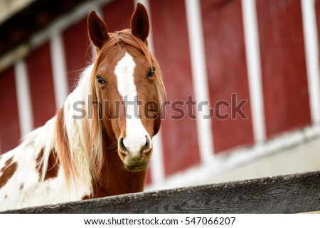Red Barn Background horse brown white colored horse red stock photo 547066207 Red Barn Background horse brown white colored horse red stock photo 547066207