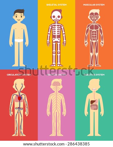 Resultado de imagen de HUMAN BODY IMAGES
