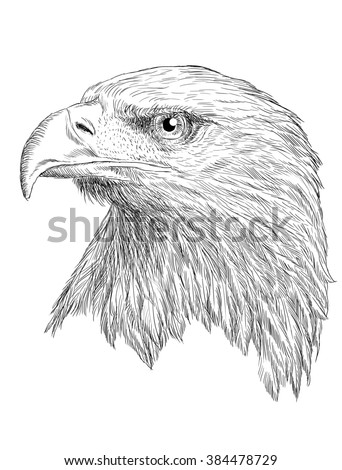  Eagle Head Drawing Stock Images Royalty-Free Images Vectors 