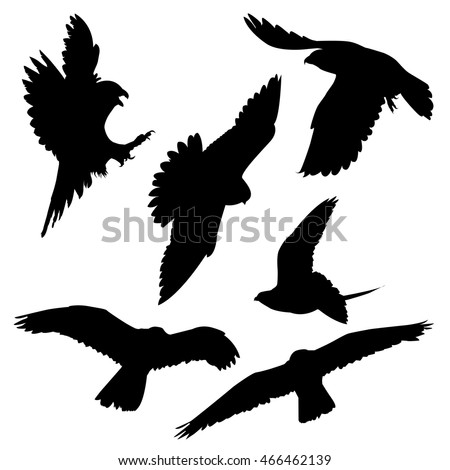 Birds Prey Eagle Hawk Falcon Griffon Stock Vector 117299911 - Shutterstock