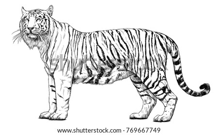 how by your draw animals tracing to hand Images Standing Free Images, Tiger Royalty Vectors Stock &