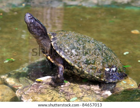 Cooter Stock Photos, Royalty-Free Images & Vectors - Shutterstock