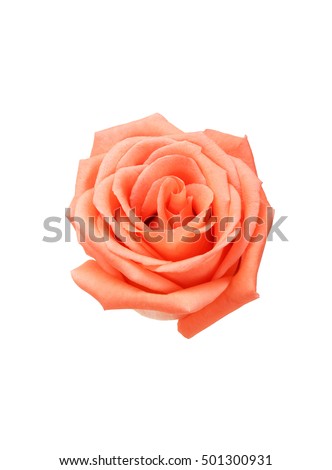 Beautiful Peach rose isolated on white background