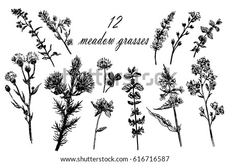 Drawing Set 10 Field Grasses Sketch Stock Vector 616716587 - Shutterstock