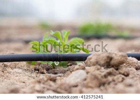 drip irrigation