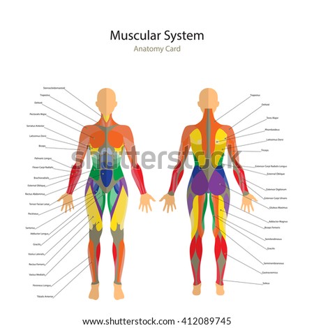 Vector Man Anatomy Illustration Stock Vector 291272750 - Shutterstock