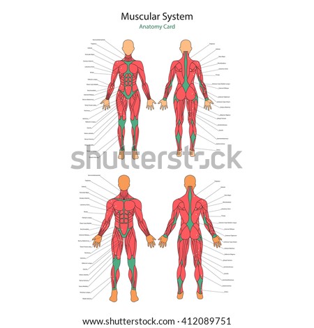 Anatomy Guide Human Skeleton Didactic Board Stock Vector 434574079 ...