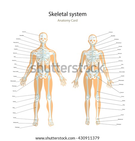 Clavicle Bone Stock Images, Royalty-Free Images & Vectors | Shutterstock