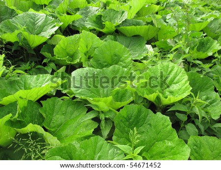 What is a butterbur plant?