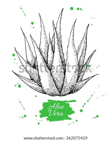 Aloe Vera Plant Stock Images, Royalty-Free Images & Vectors | Shutterstock