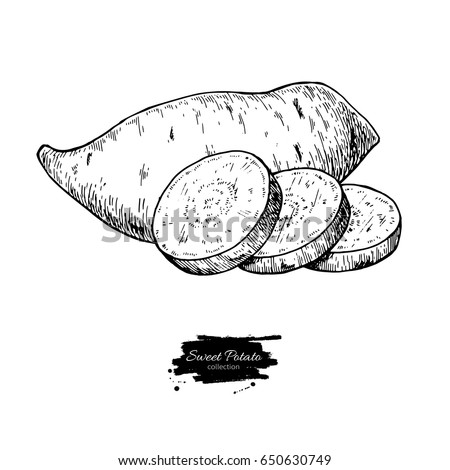 Sweet potato hand drawn vector illustration. Isolated Vegetable engraved style object. Detailed vegetarian food drawing. Farm market product. Great for menu, label, icon