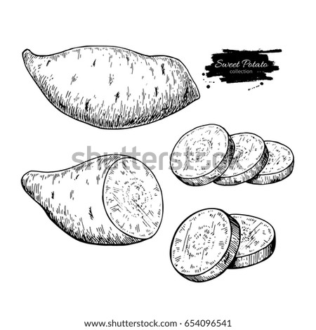 Sweet potato hand drawn vector illustration. Isolated Vegetable engraved style object. Detailed vegetarian food drawing. Farm market product. Great for menu, label, icon