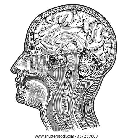 Cerebrum Illustration Encyclopedia Publishers Education St Stock Photo ...