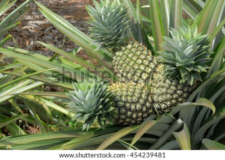 stock photo three pineapple on the tree pineapple fruit on trees waiting for harvest 454239481