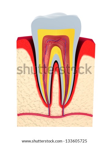 Anatomy Healthy Human Tooth Diagram Dentist Stock Illustration 88936264 ...