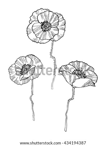 Design Set Poppies Black White Hand Stock Vector 434194387 - Shutterstock