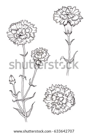 Collection Set Carnation Flower By Hand Stock Illustration 633642707 ...