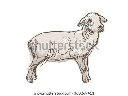 Sheep Sketch Stock Images, Royalty-Free Images & Vectors | Shutterstock