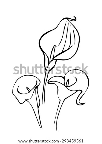 Calla Stock Photos, Royalty-Free Images & Vectors - Shutterstock