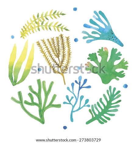 Seaweed Stock Photos, Royalty-Free Images & Vectors - Shutterstock