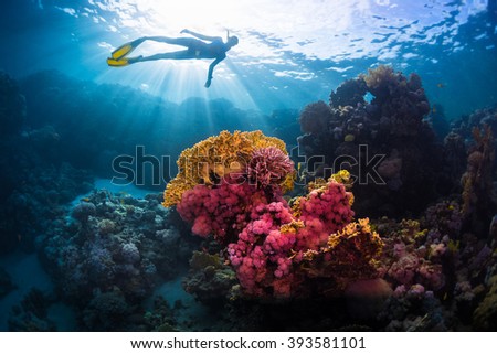 Free diver swimming underwater over vivid coral reef. Red Sea, Egypt