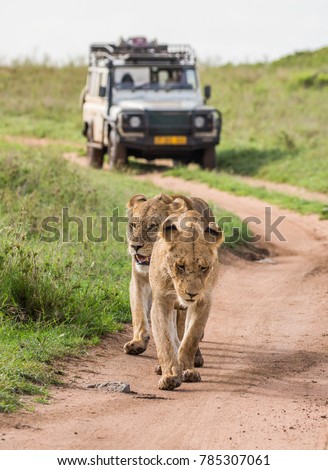 Lioness Stock Images, Royalty-Free Images & Vectors | Shutterstock