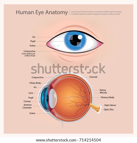 Human Eye Anatomy Vector Illustration Stock Vector 714214504 - Shutterstock