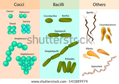 bacteria classification
